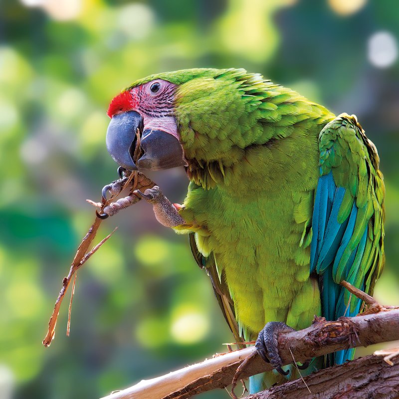 Loro Parque Tenerife Papagayo